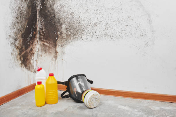 Best Professional Mold Removal  in Glen Gardner, NJ
