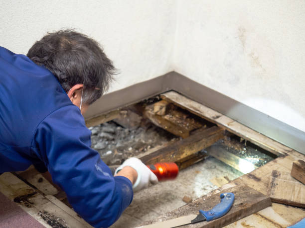 Reliable Glen Gardner, NJ Mold Removal Solutions