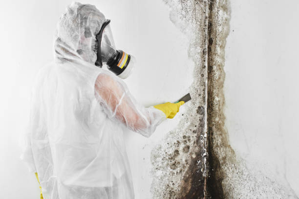 Best Mold Cleaning Services  in Glen Gardner, NJ