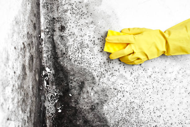 Best Mold Remediation  in Glen Gardner, NJ