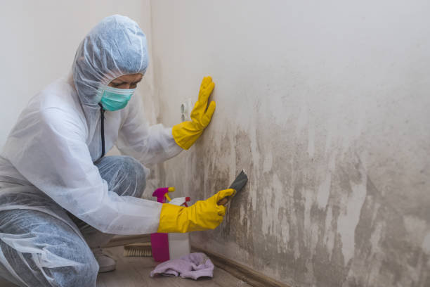 Best Residential Mold Removal  in Glen Gardner, NJ