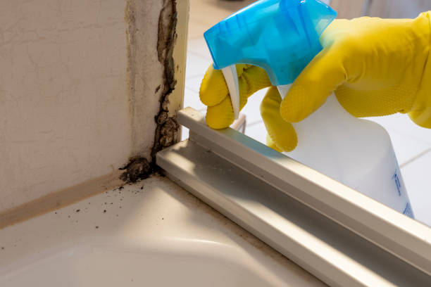 Best Attic Mold Removal  in Glen Gardner, NJ