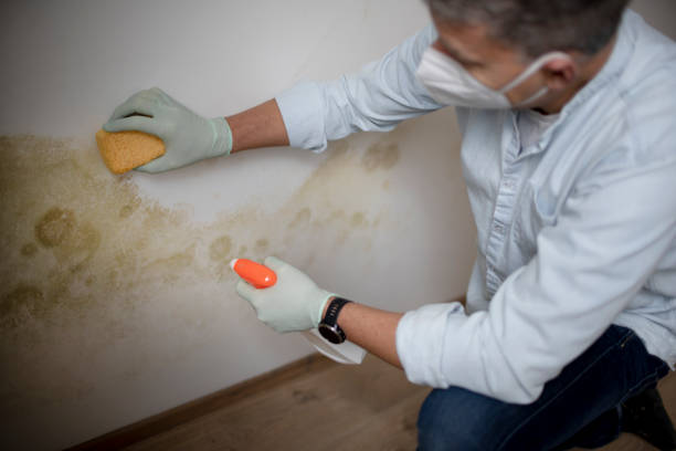 Best Mold Removal Company Near Me  in Glen Gardner, NJ