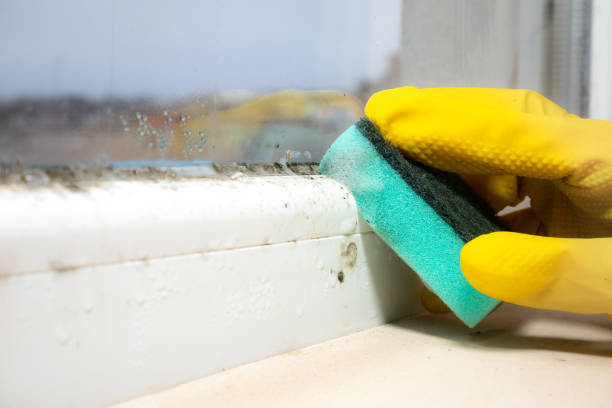 Best Mold Removal Company Near Me  in Glen Gardner, NJ