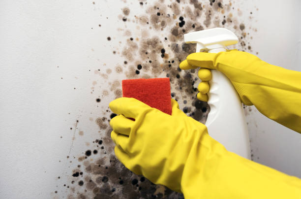 Home Mold Removal in Glen Gardner, NJ