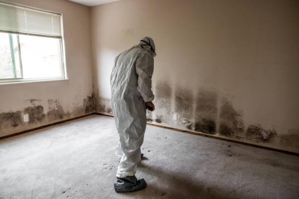 Best Office Mold Removal Services  in Glen Gardner, NJ