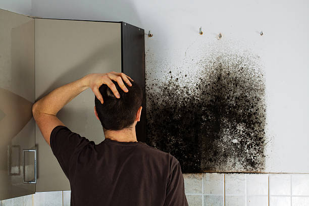 Best Black Mold Removal  in Glen Gardner, NJ