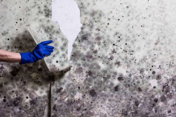 Best Affordable Mold Removal  in Glen Gardner, NJ