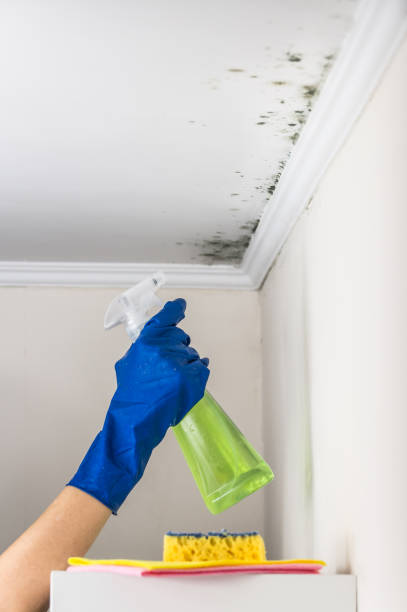 Best Mold Testing  in Glen Gardner, NJ